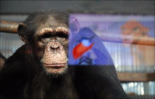 travis the chimp dead