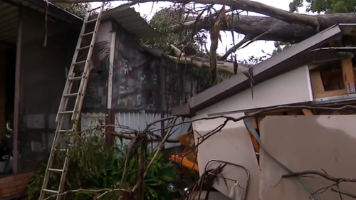 The 81-year-old Sydney woman was on the other side was protected by a wall as the tree fell.