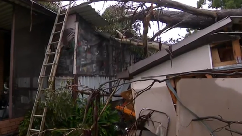 La femme de Sydney, âgée de 81 ans, qui se trouvait de l'autre côté était protégée par un mur lorsque l'arbre est tombé.