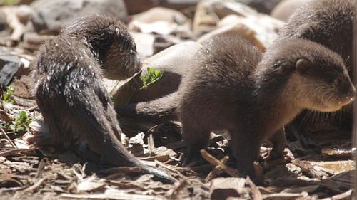 The otter pups have passed their health checks and are beginning to explore their new enclosure. (Taronga Western Plains Zoo) 