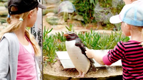 Taronga Zoo to open doors an hour early for guests with autism