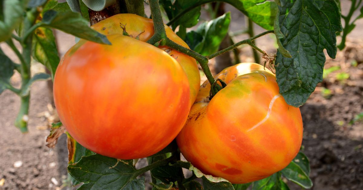 Perfection Fresh to slash ‘significant number of jobs’ amid tomato virus outbreak