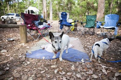 Dogs at a camp site, Western Australia