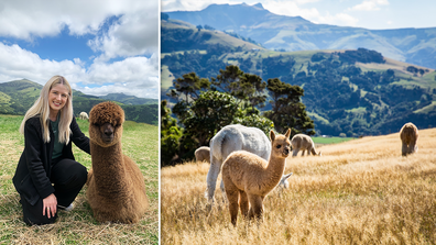 Shamarra Alpacas Akaroa New Zealand