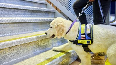 Seeing Eye Dogs