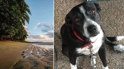 Freckles the dog (right) was snatched by a crocodile in front of her owner on Wonga Beach (left). 