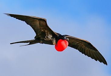 Great frigatebirds are most commonly found in which geographical zone?