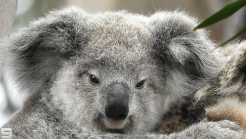 Tucked away amongst the roll of hills is prime koala real estate, discovered by two bushwalkers seeking lockdown exercise relief.