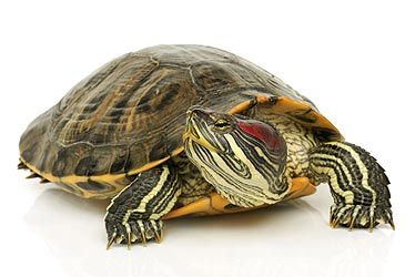 What type of habitat do terrapins usually live in?