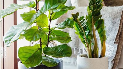 This genius company will deliver house plants to your door