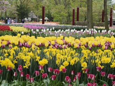 Dutch Daffodils message to tourists