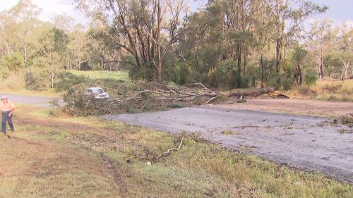 A tree came down across a road. (9NEWS)
