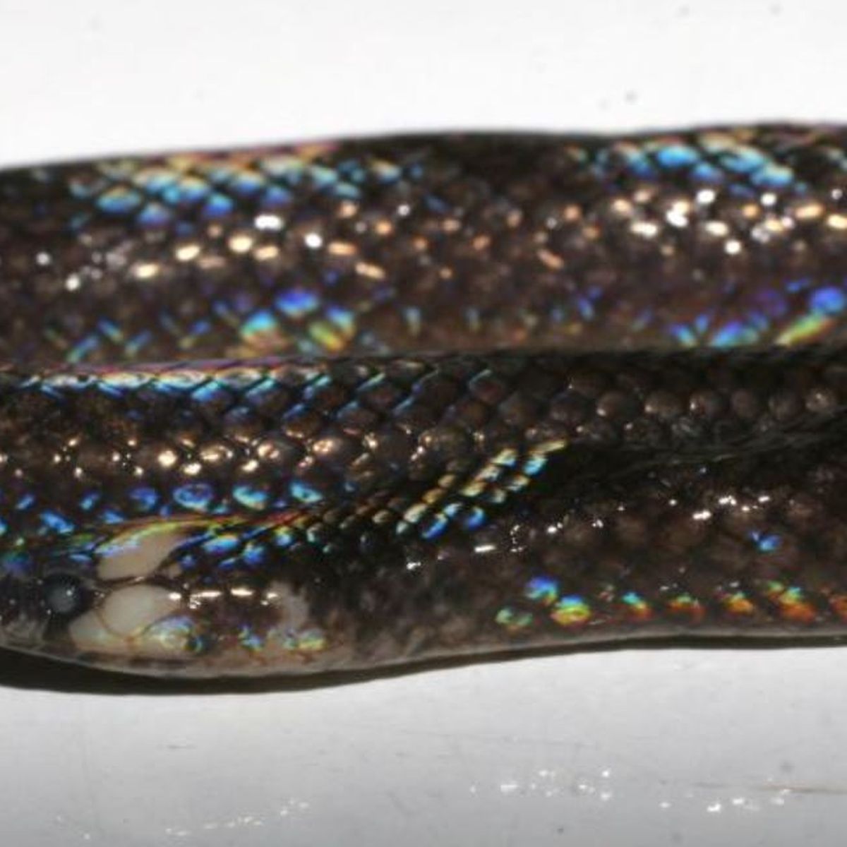 Scientists Discover New Levitonius Mirus Snake Species Already In University Collection