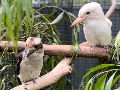 Casper the leucistic kookaburra