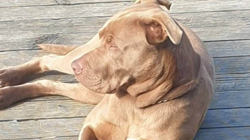 Biggy, whose fate hangs in the balance at the discretion of a district court judge. His owner, Matene Hapeta, has been convicted of owning a dog which caused injury.