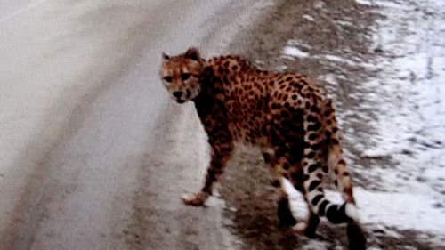 'Scarf-wearing' cheetah seen wandering snowy Canadian highway