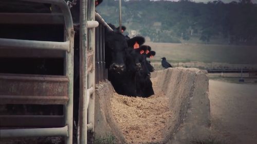 Farmers are struggling to feed their livestock.