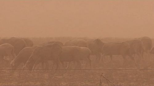 Farmers across the state have to pick up the pieces with dust and wind now adding to the issues caused by lack of rain. Picture: 9NEWS 