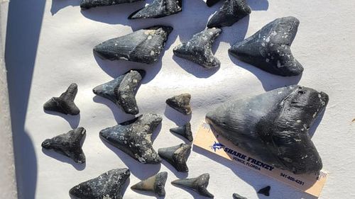 Venice Florida megalodon shark tooth