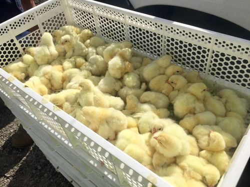 Early reports suggest roughly 25,0000 of the chicks were killed. (Picture: Toby Vue/ Yass Tribute)