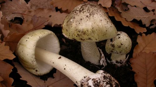 The first toxic death cap mushrooms of the year has been spotted. 