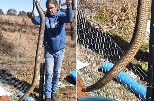 Monster eastern brown snake found in New South Wales