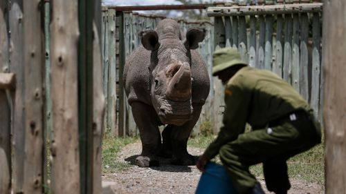 The deteriorating health of Sudan brings the subspecies a step closer to extinction. (AP)