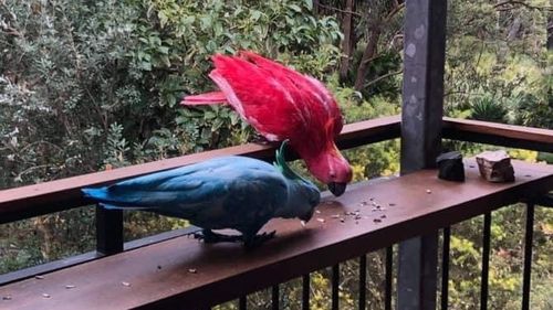 Bundeena cockatoos dyed