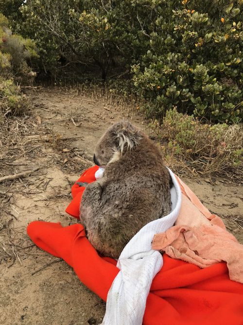 The koala was safely returned to land. (Supplied)
