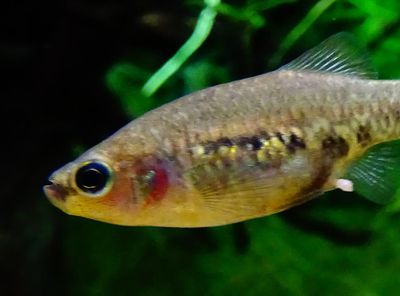Tequila fish brought back from brink of extinction