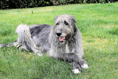 <strong>Irish wolfhound</strong>