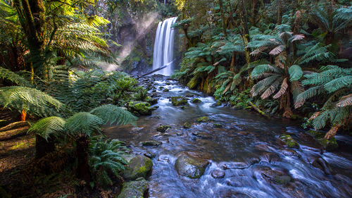 Tropical trees in Australia's rainforests have been dying at double the previous rate since the 1980s, seemingly because of climate impacts.