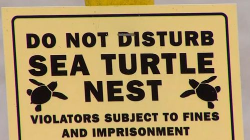 Areas of Miami Beach were cordoned off to protect the sea turtle nests.