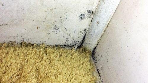 Mould in the linen closet of the rental home.