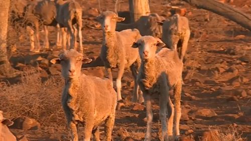 The drought is affecting live stock that can't survive in the dire conditions. Image: Supplied