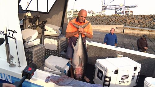 Tonight's dinner: a blue fin tuna. Picture: 9NEWS
