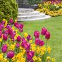 Three top tips for spring bulb planting