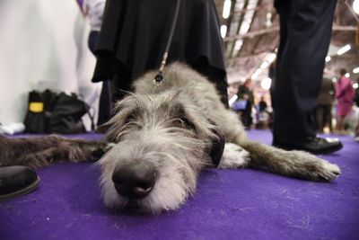 <strong>Irish wolfhound</strong>