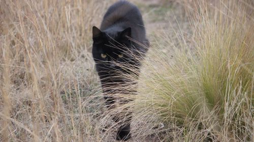 Dannielle Duffy has told 9News.com.au the apparent big cat is actually her pet, 14-year-old Toby, who loves a stroll through the bushland. Picture: Supplied.
