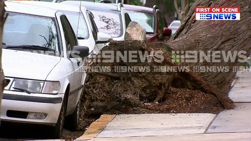The tree uprooted and fell on the school's kindergarten. Picture: 9NEWS