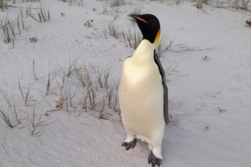 Emperor penguin found in Denmark, WA on November 1, 2024