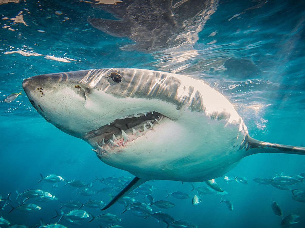 Get Into The Blue Amanda Shark Attack Pics