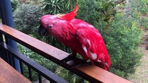 Bundeena cockatoos dyed