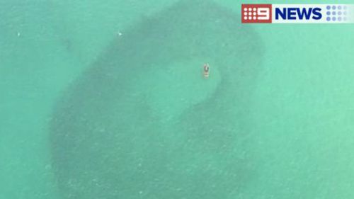 Bondi beachgoers return to the surf after shark sighting