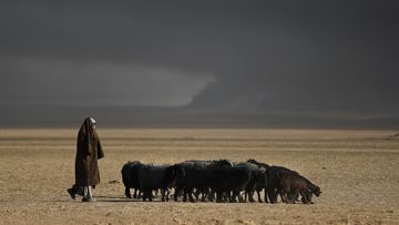 An Iraqi shepherd watches over his flock of sheep near oil wells set ablaze by ISIS jihadists prior to their retreat towards Mosul. (AFP)