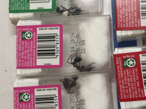 Authorities in NSW have intercepted an "unprecedented" number of packages with live insects concealed inside.