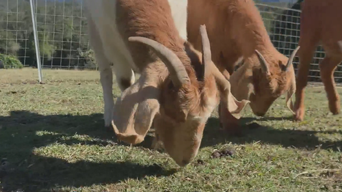 Queensland goat mowers