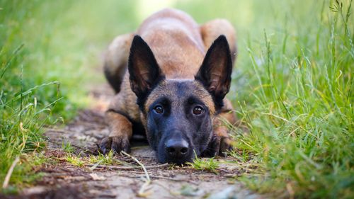 A Belgian Malinois (not the drowned dog) is a medium-size shepherd dog that at first glance can often resemble the more commonly known German Shepherd.