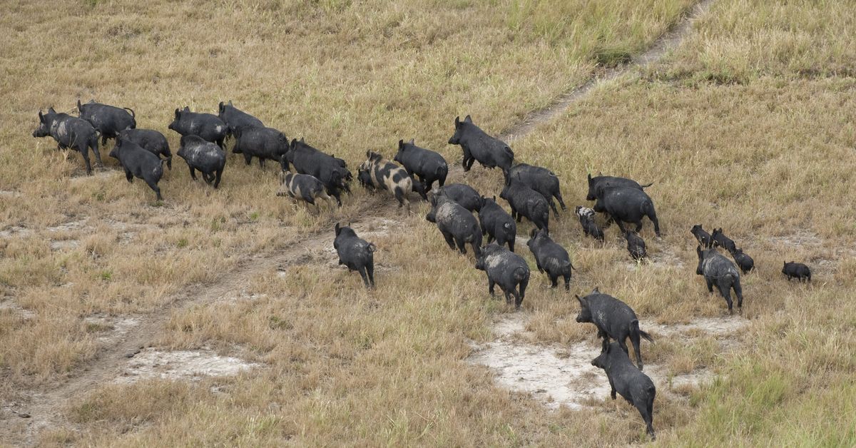 Monster 100kg pigs destroying paddocks, killing livestock in NSW