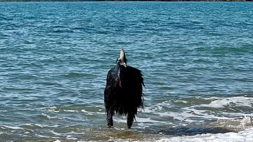 Cassowary swims into Queensland beach